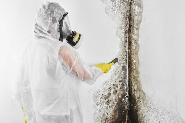 Best DIY Mold Remediation Support Services in Mulgee, OK