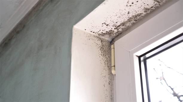 Best Attic Mold Remediation in Mulgee, OK