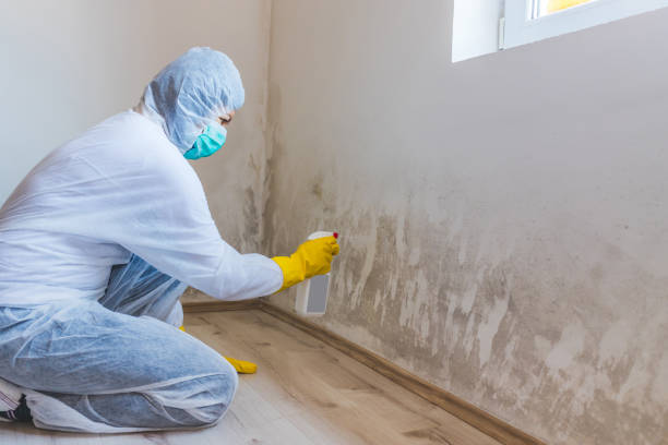 Best White Mold Remediation in Mulgee, OK