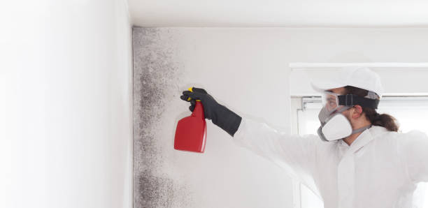 Best DIY Mold Remediation Support Services in Mulgee, OK