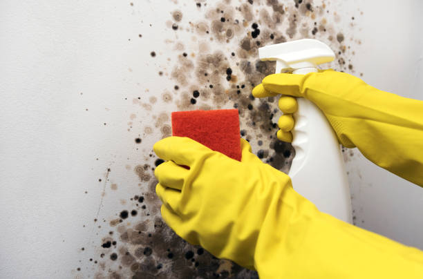 Trusted Okmulgee, OK Mold Remediation Experts