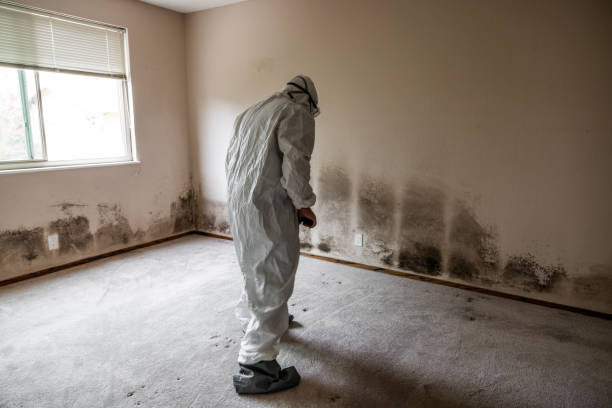 Best Basement Mold Remediation in Mulgee, OK