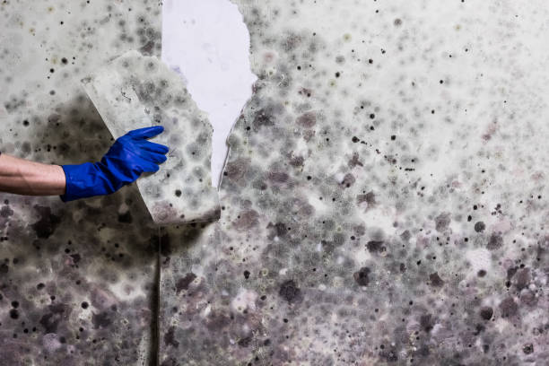 Best Preventive Mold Services in Mulgee, OK