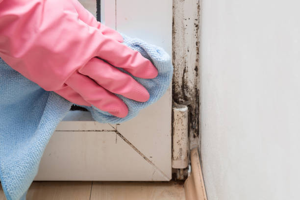 Best Residential Mold Remediation in Mulgee, OK