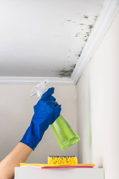 Best Preventive Mold Services in Mulgee, OK